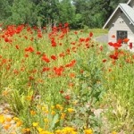 green roof
