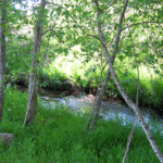 pcc nature 228x197